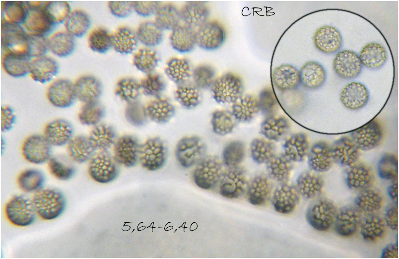 Tubifera ferruginosa photo 4