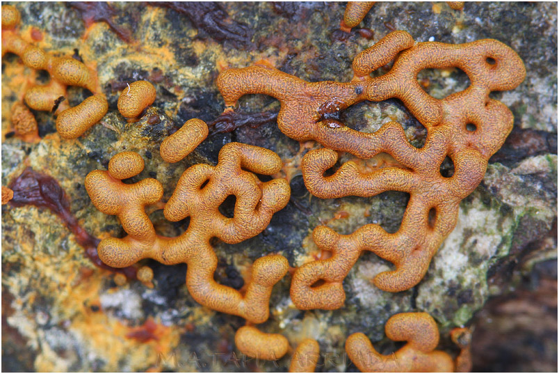 Willkommlangea reticulata photo 4