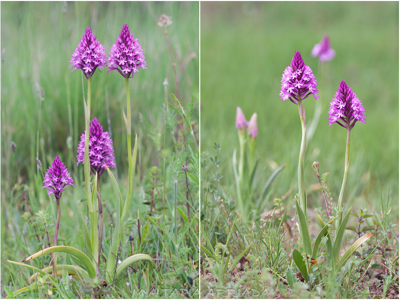 Anacamptis pyramidalis 1 Anacamptis pyramidalis photo 1