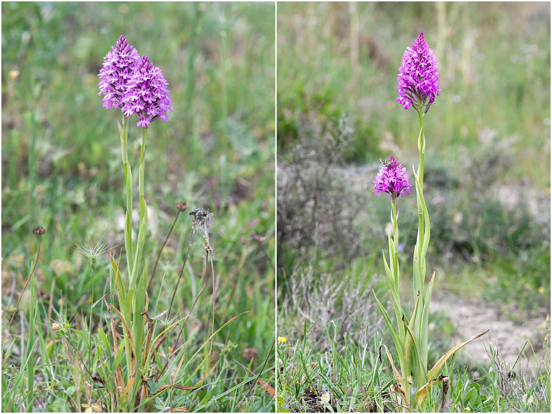 Anacamptis pyramidalis 2 Anacamptis pyramidalis photo 2