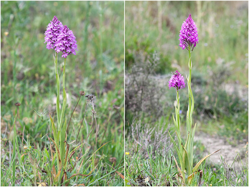 Anacamptis pyramidalis photo 2