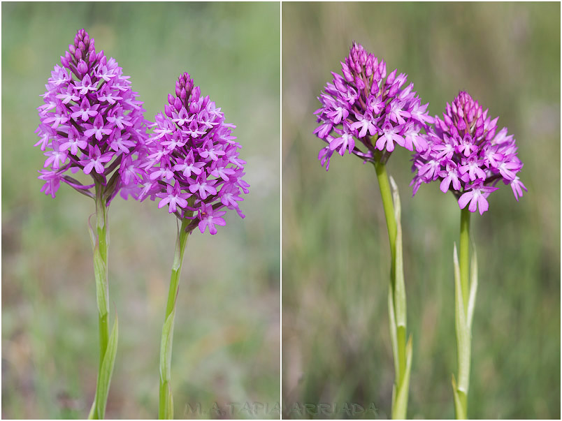Anacamptis pyramidalis 3 Anacamptis pyramidalis photo 3