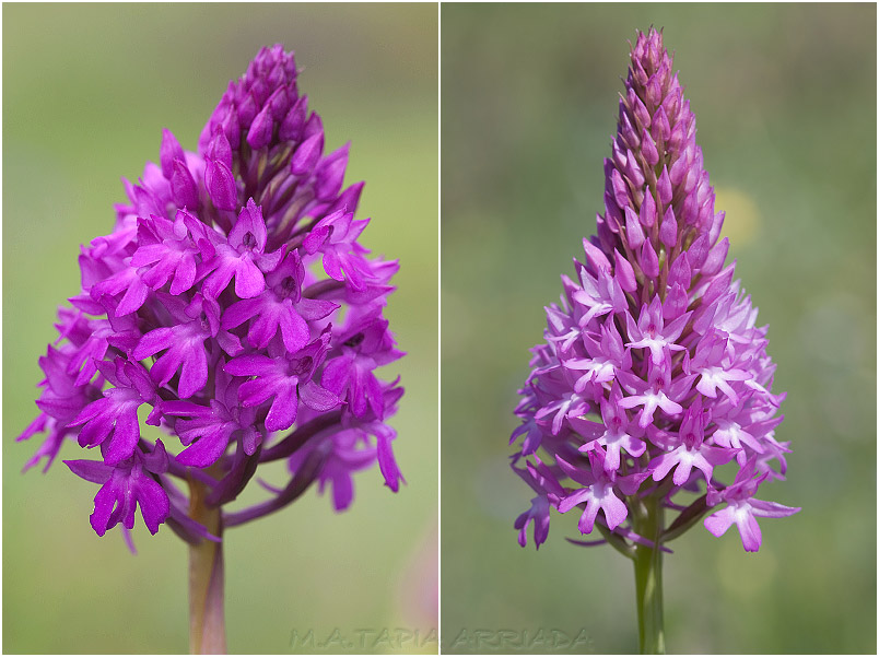 Anacamptis pyramidalis 4 Anacamptis pyramidalis photo 4