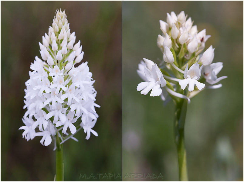 Anacamptis pyramidalis 5 Anacamptis pyramidalis photo 5