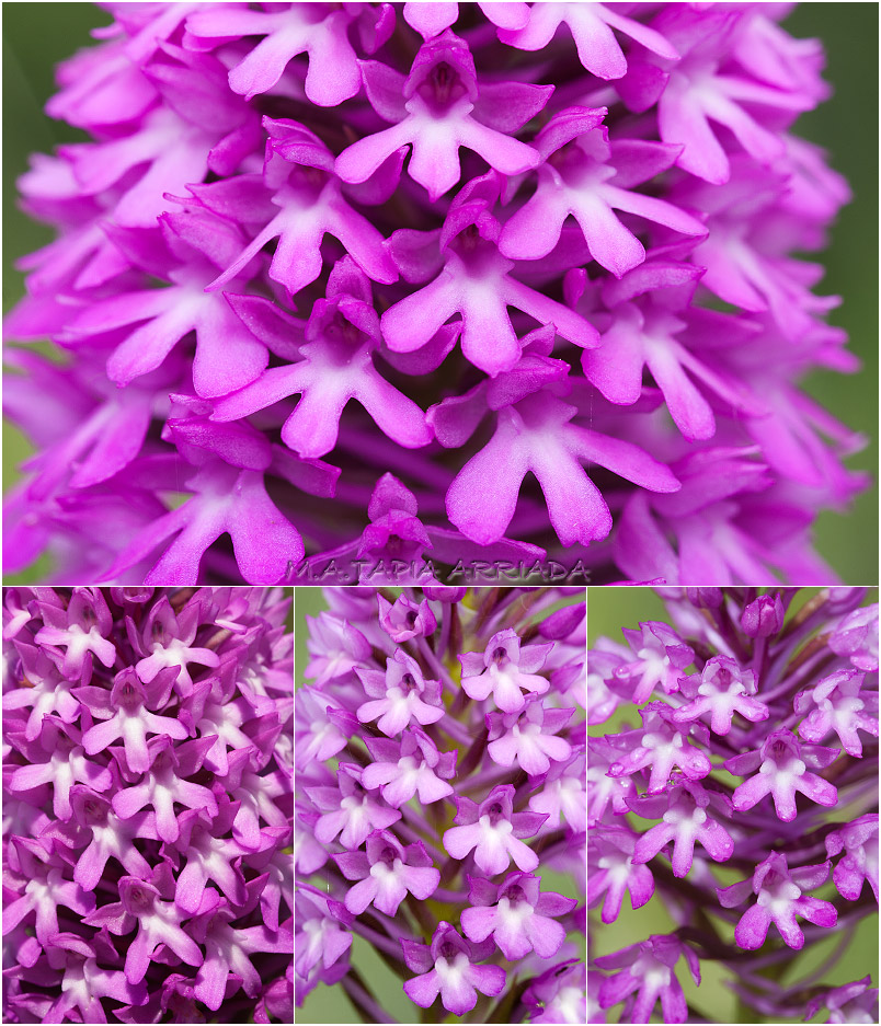 Anacamptis pyramidalis 6 Anacamptis pyramidalis photo 6