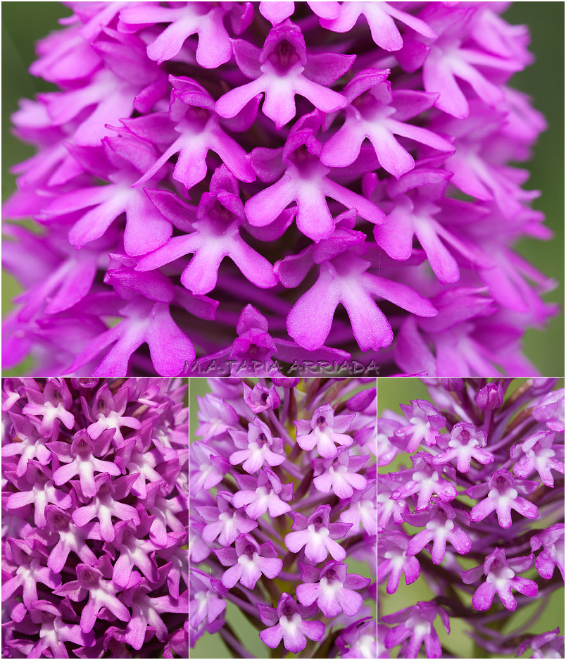 Anacamptis pyramidalis photo 6