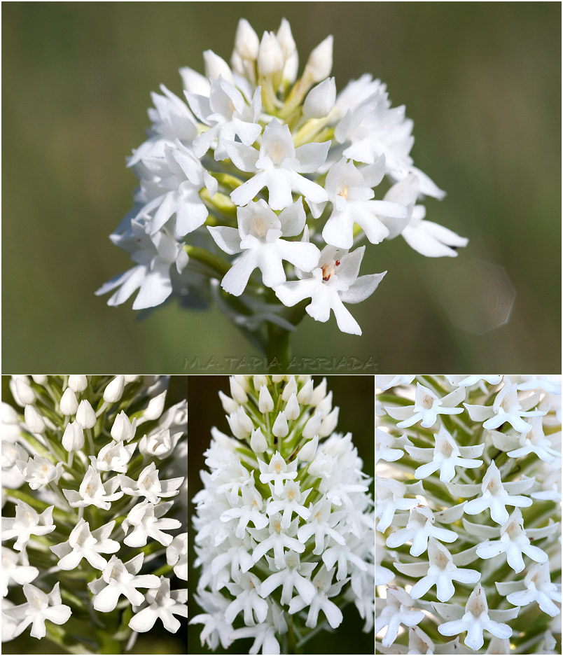 Anacamptis pyramidalis photo 7