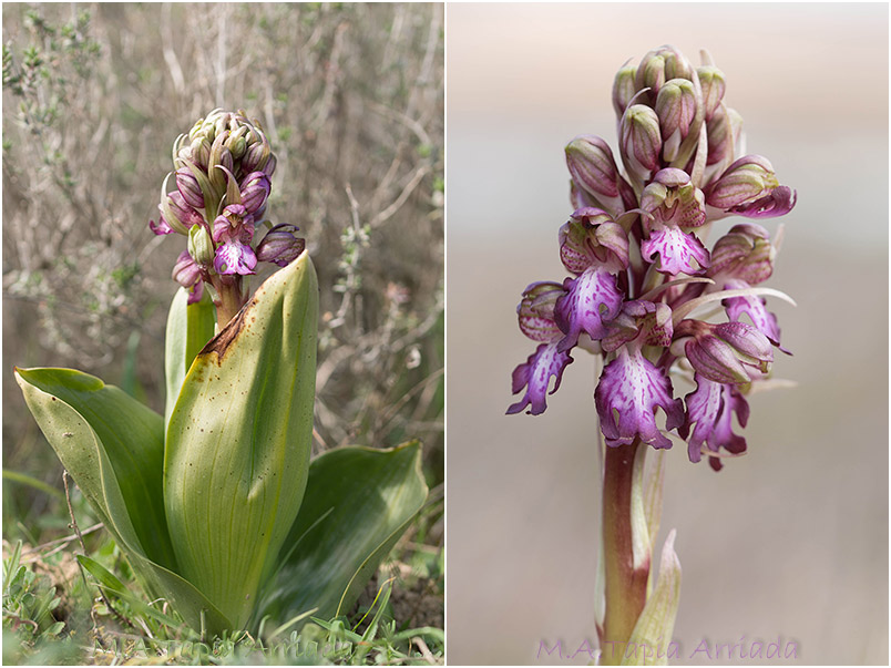 Barlia robertiana photo 2