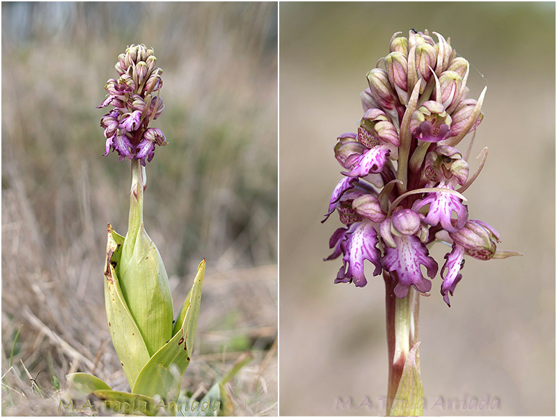 Barlia robertiana photo 3