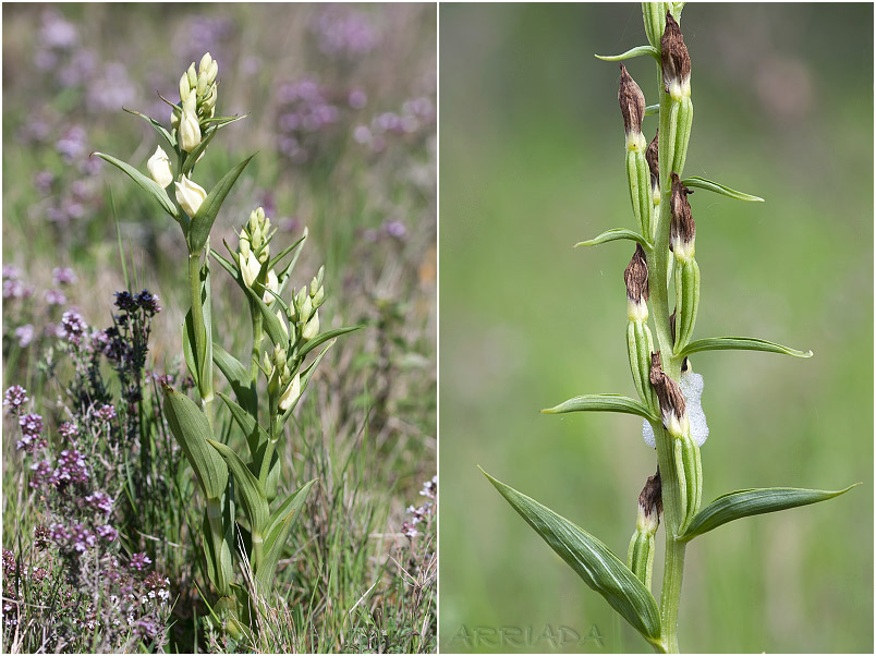 Cephalanthera damasonium photo 3