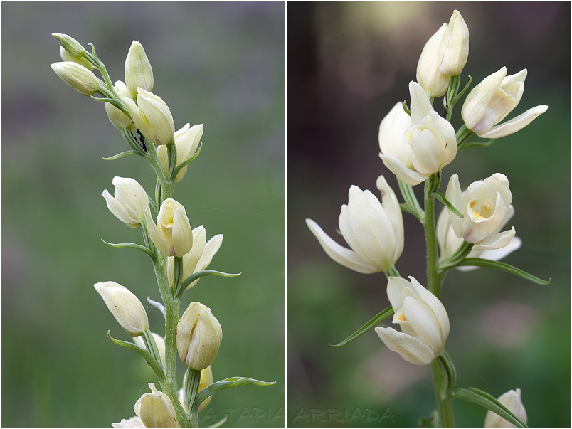 Cephalanthera damasonium photo 4