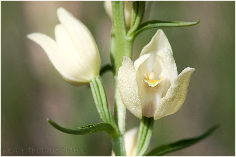 Cephalanthera damasonium photo 5