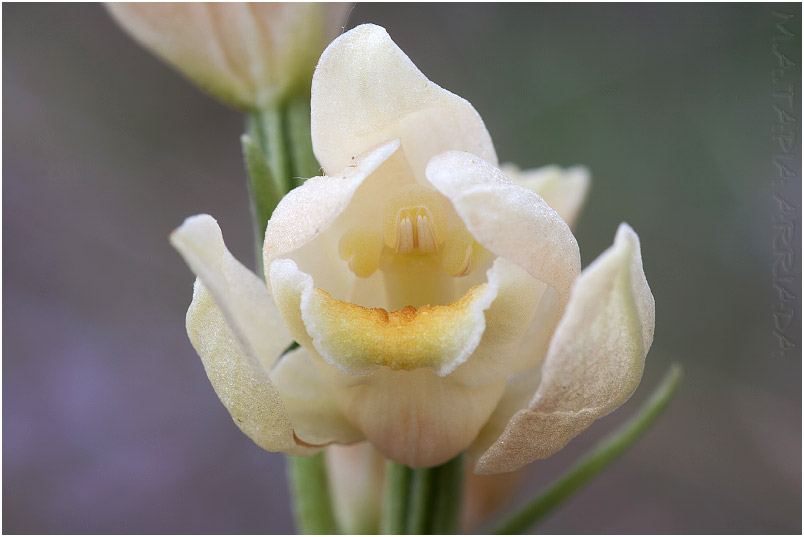 Cephalanthera damasonium photo 6