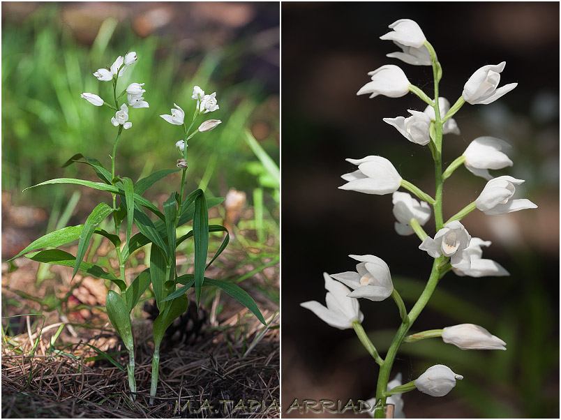 Cephalanthera longifolia photo 2