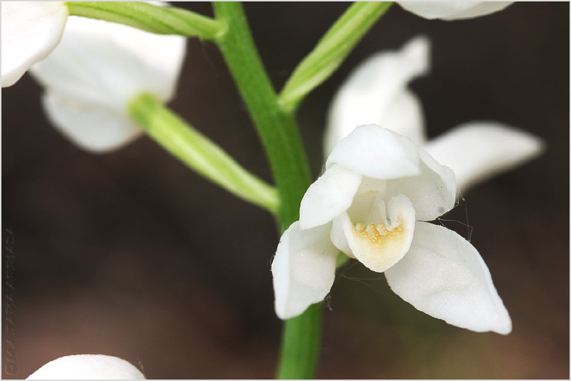 Cephalanthera longifolia photo 5