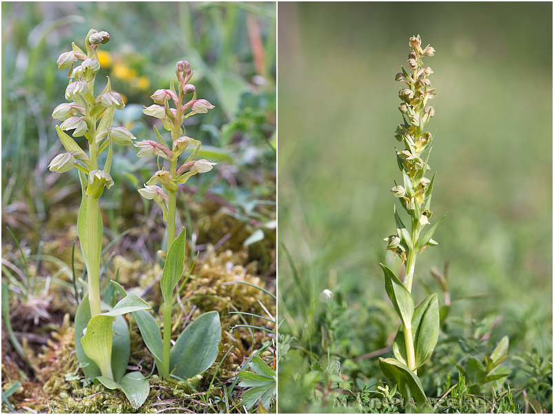 Coeloglossum viride 1 Coeloglossum viride photo 1