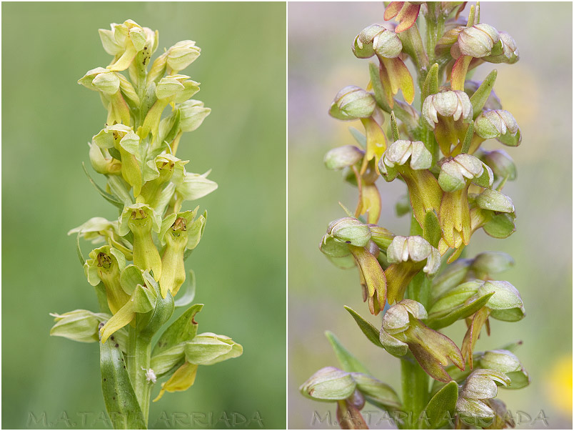 Coeloglossum viride 2 Coeloglossum viride photo 2