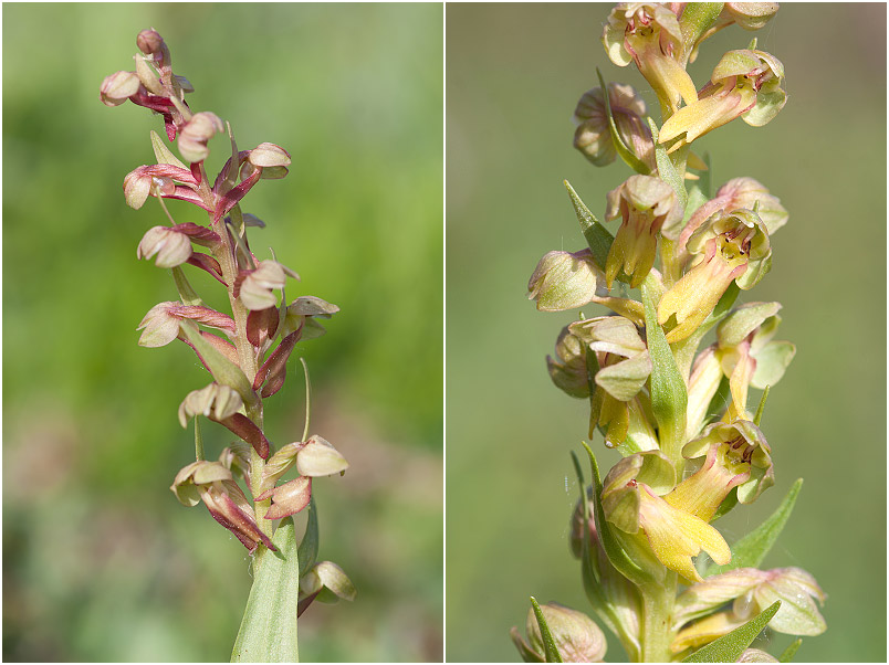 Coeloglossum viride 3 Coeloglossum viride photo 3
