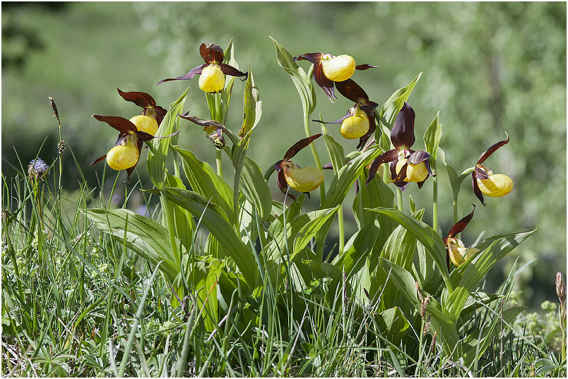 Cypripedium calceolus photo 1