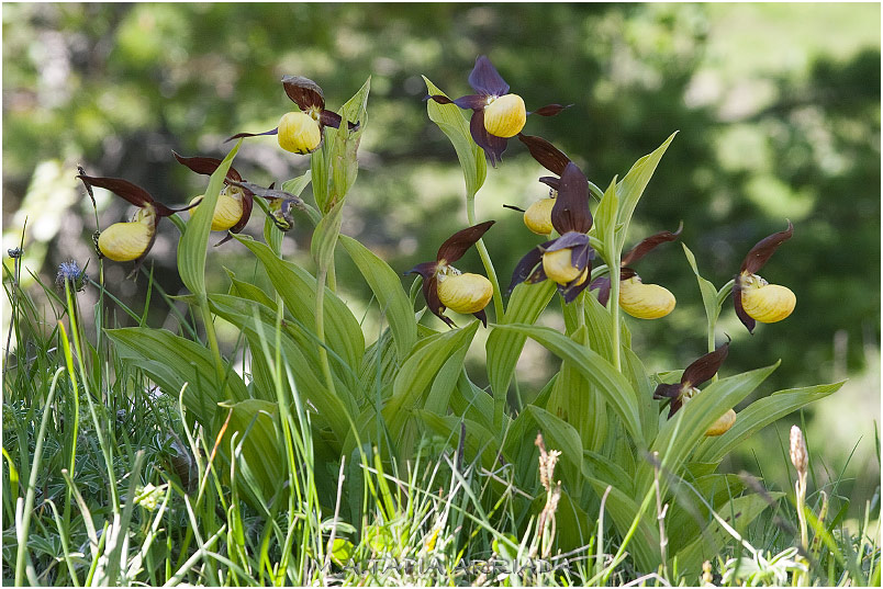 Cypripedium calceolus photo 2