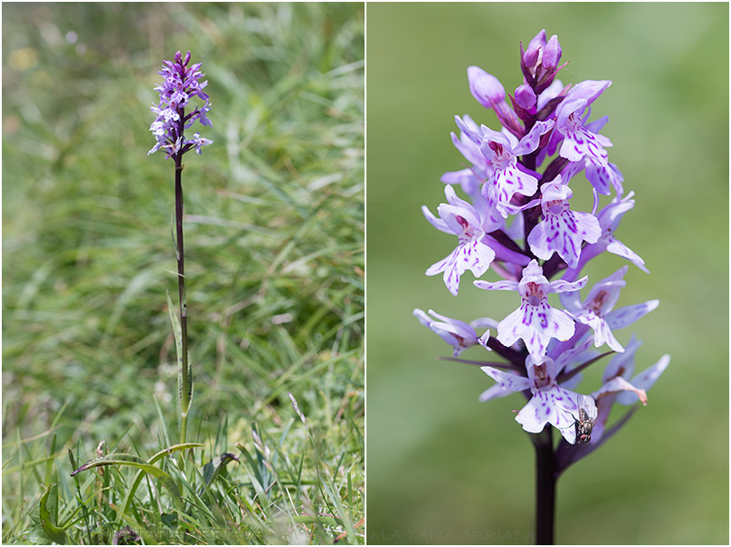 Dactylorhiza fuchsii 1 Dactylorhiza fuchsii photo 1