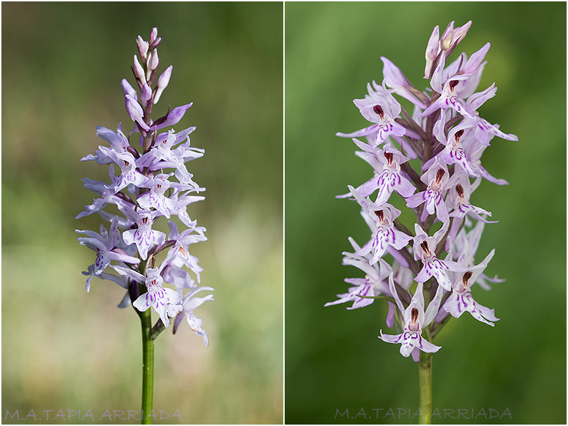 Dactylorhiza fuchsii 3 Dactylorhiza fuchsii photo 3