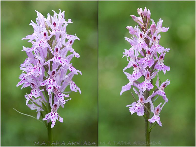 Dactylorhiza fuchsii 4 Dactylorhiza fuchsii photo 4