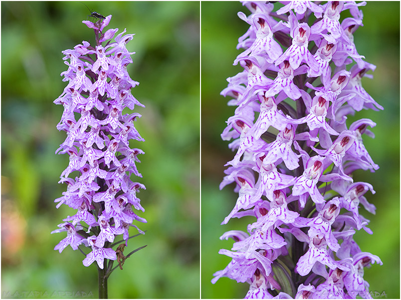 Dactylorhiza fuchsii 5 Dactylorhiza fuchsii photo 5