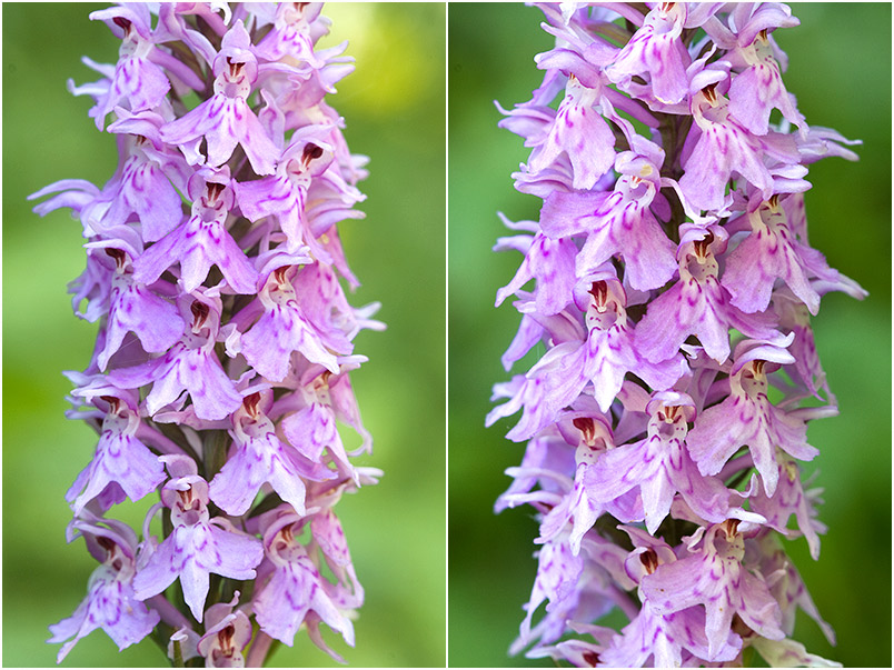 Dactylorhiza fuchsii 7 Dactylorhiza fuchsii photo 7