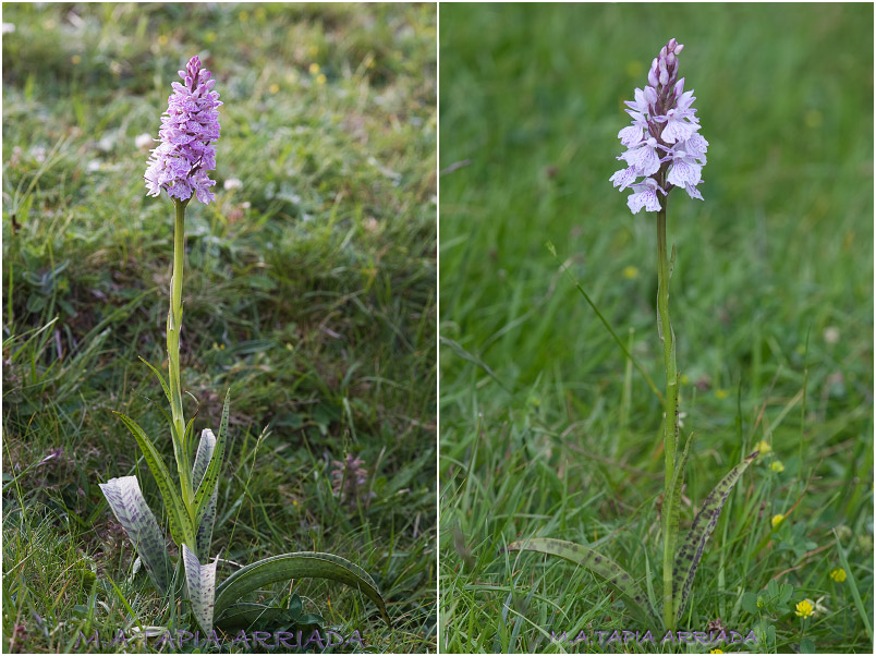 Dactylorhiza maculata 1 Dactylorhiza maculata photo 1