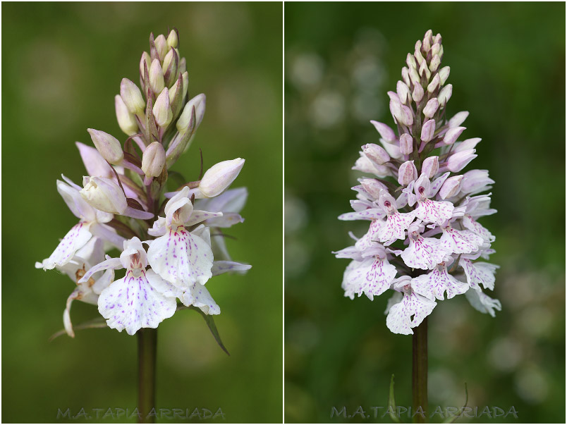 Dactylorhiza maculata 3 Dactylorhiza maculata photo 3