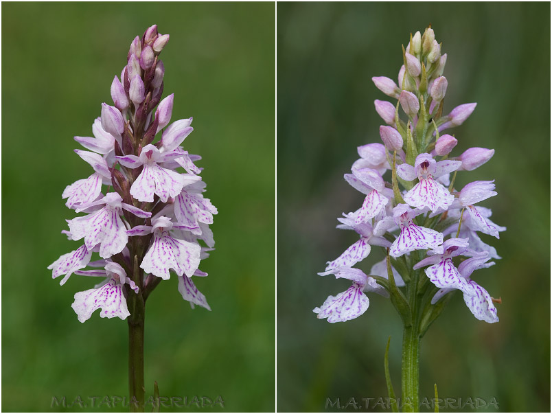 Dactylorhiza maculata 4 Dactylorhiza maculata photo 4