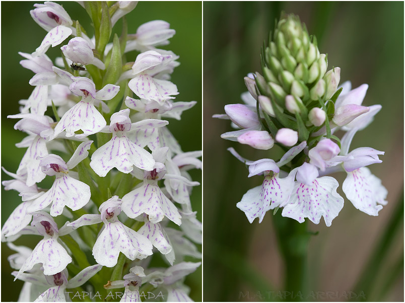 Dactylorhiza maculata 6 Dactylorhiza maculata photo 6