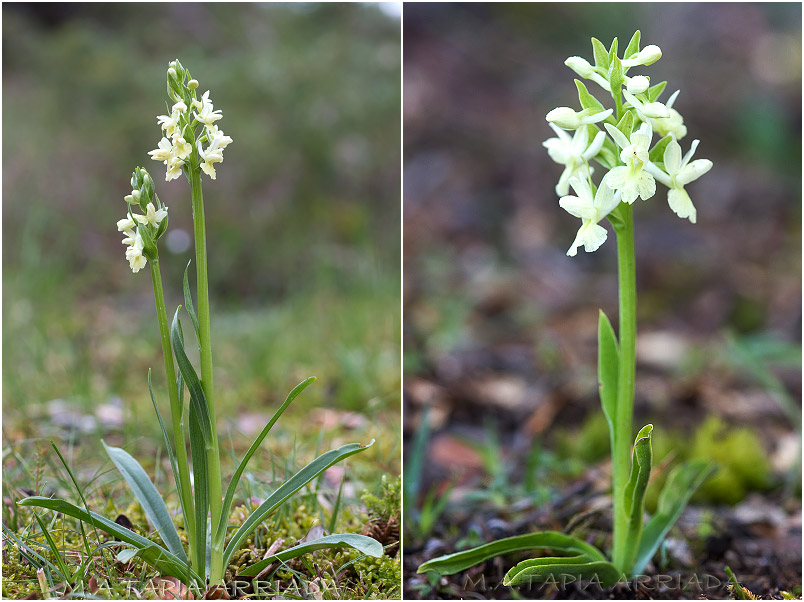Dactylorhiza markusii 1 Dactylorhiza markusii photo 1