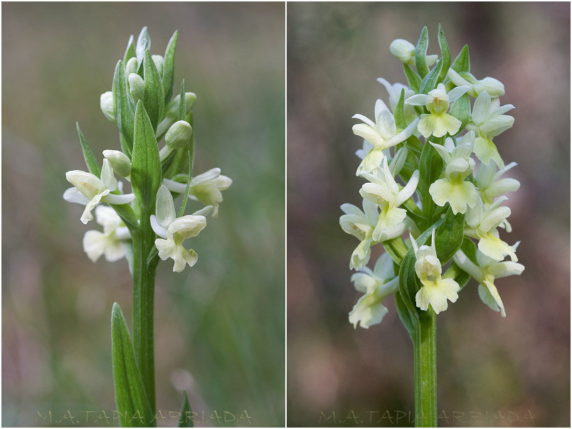 Dactylorhiza markusii 2 Dactylorhiza markusii photo 2