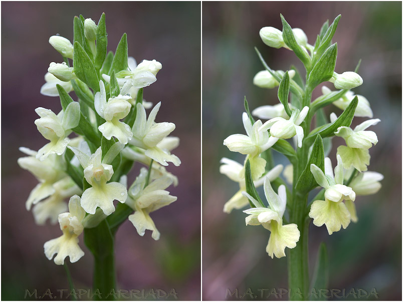 Dactylorhiza markusii 3 Dactylorhiza markusii photo 3