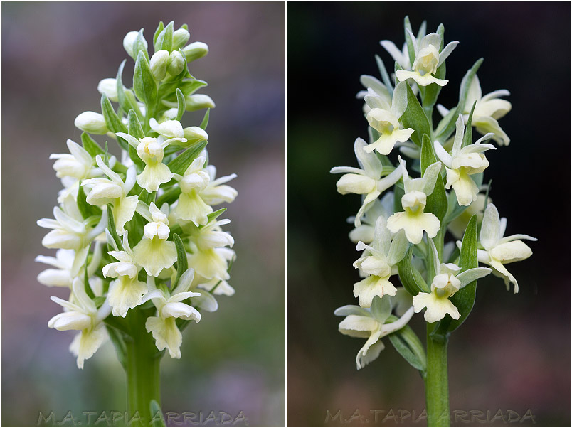 Dactylorhiza markusii 4 Dactylorhiza markusii photo 4