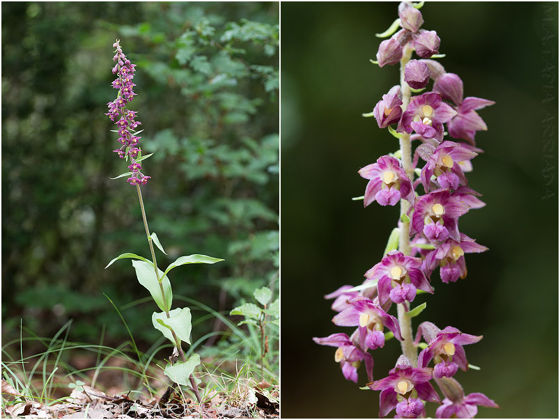 Epipactis atrorubens photo 1