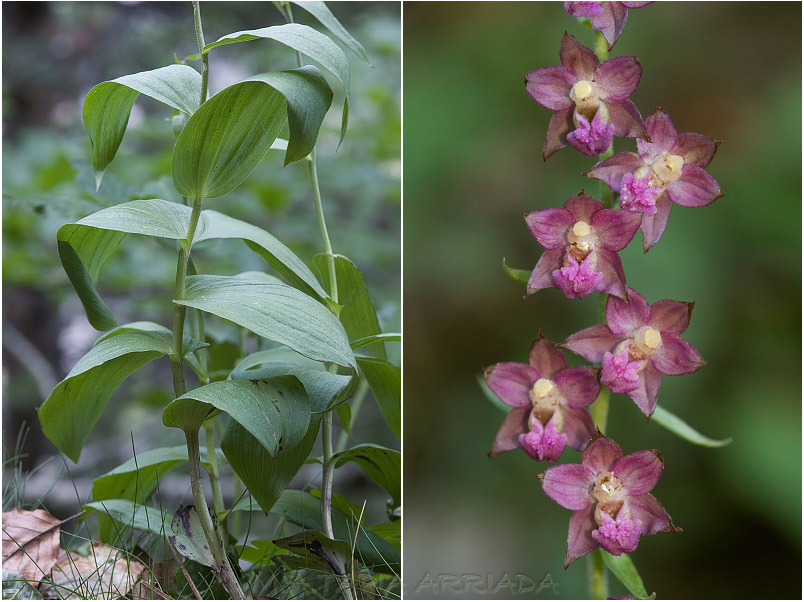 Epipactis atrorubens photo 2