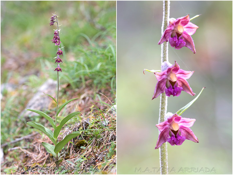Epipactis atrorubens photo 3