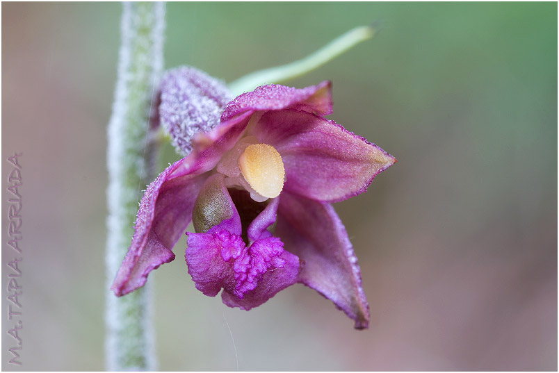 Epipactis atrorubens photo 5