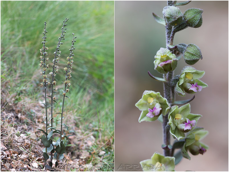 Epipactis kleinii photo 2