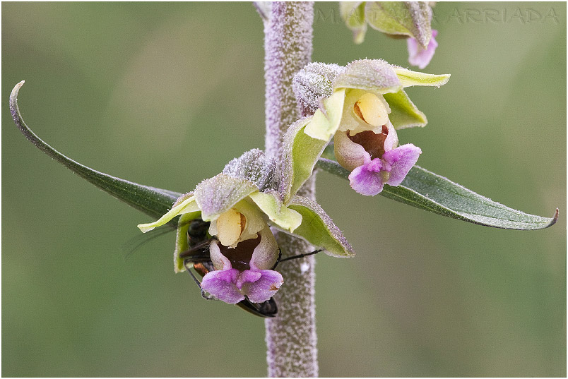 Epipactis kleinii photo 3