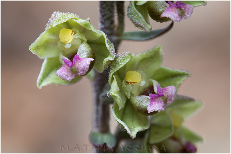 Epipactis kleinii photo 4