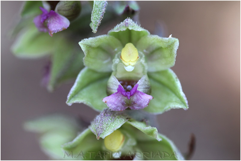 Epipactis kleinii photo 5