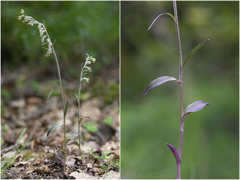 Epipactis microphylla photo 1