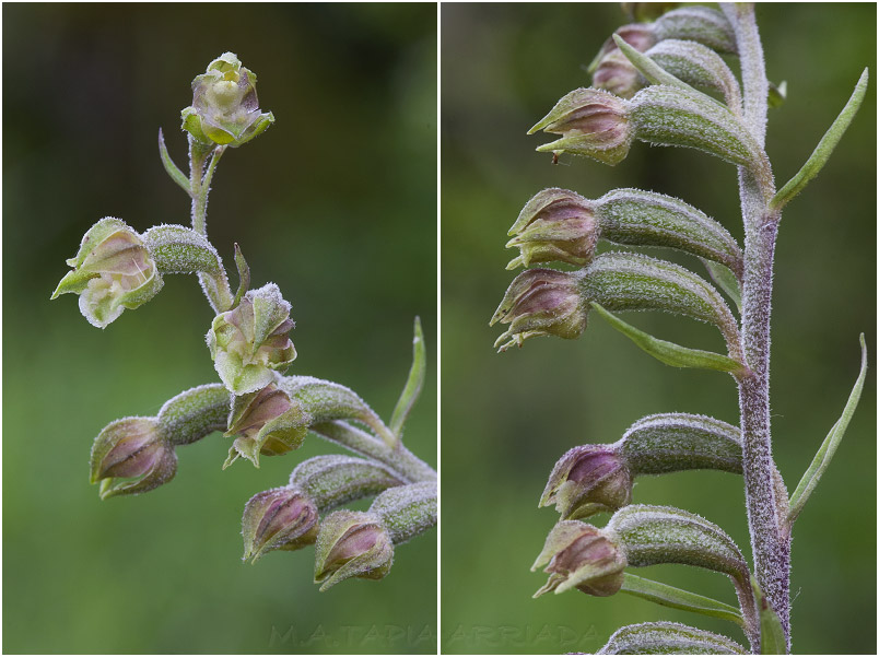 Epipactis microphylla photo 2