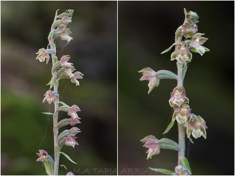 Epipactis microphylla photo 3