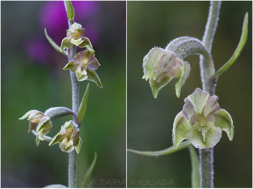 Epipactis microphylla photo 4