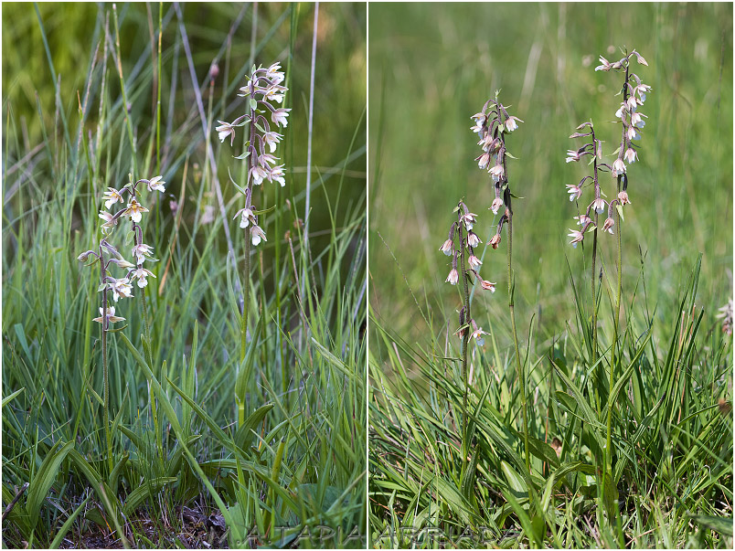 Epipactis palustris 1 Epipactis palustris photo 1